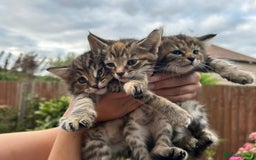 Mixed Breed cats for sale: Beautiful kittens for sale  - Image 4