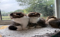 Scottish Fold cats for sale: Two beautiful kittens with mother - Image 7