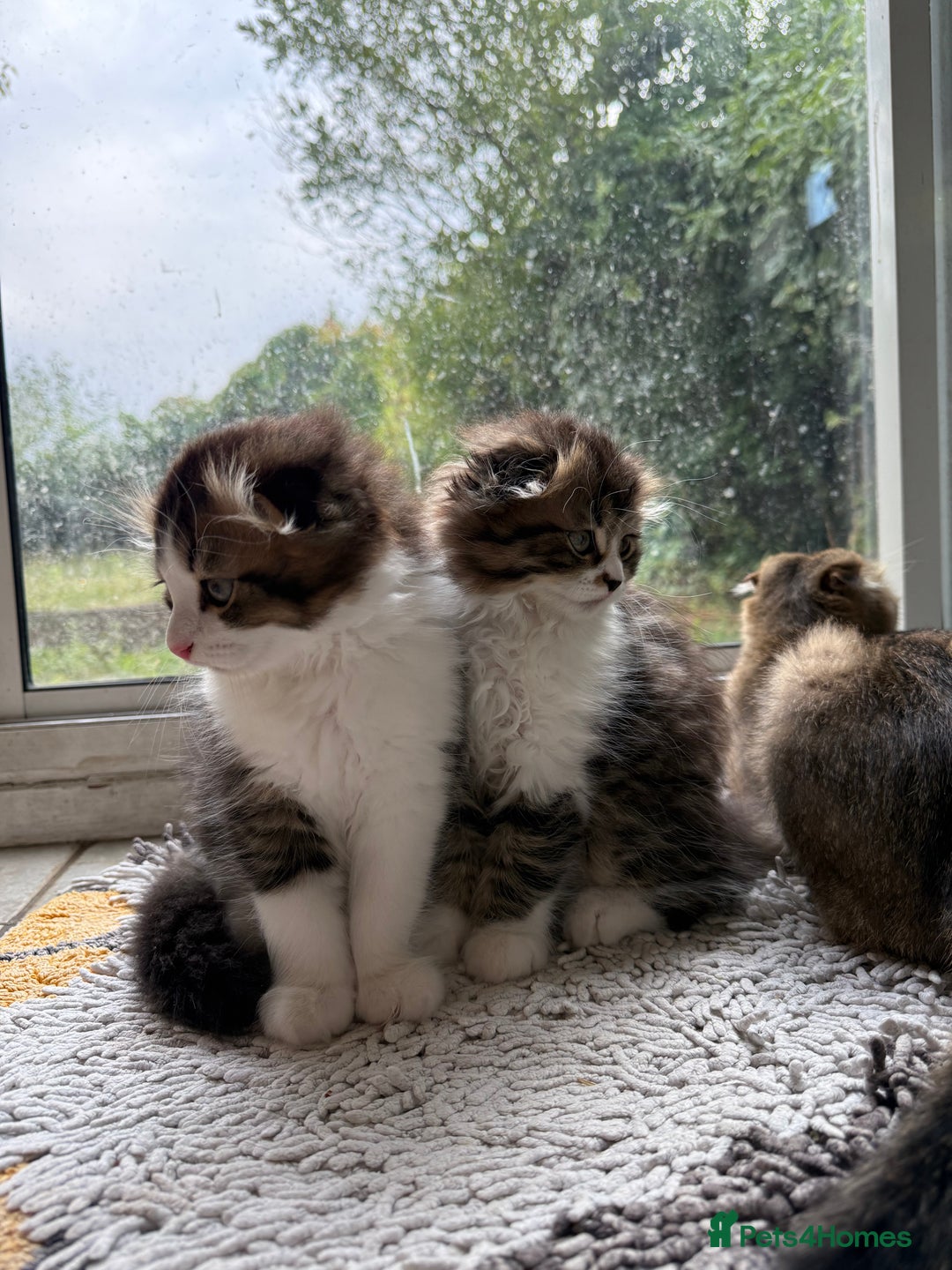Scottish Fold cats for sale: Two beautiful kittens with mother - Image 7