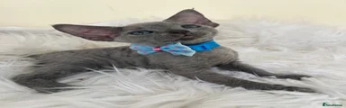Devon Rex Kitten 2