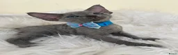 Devon Rex cats for sale: Affectionate Devon Rex kittens - Advert 8