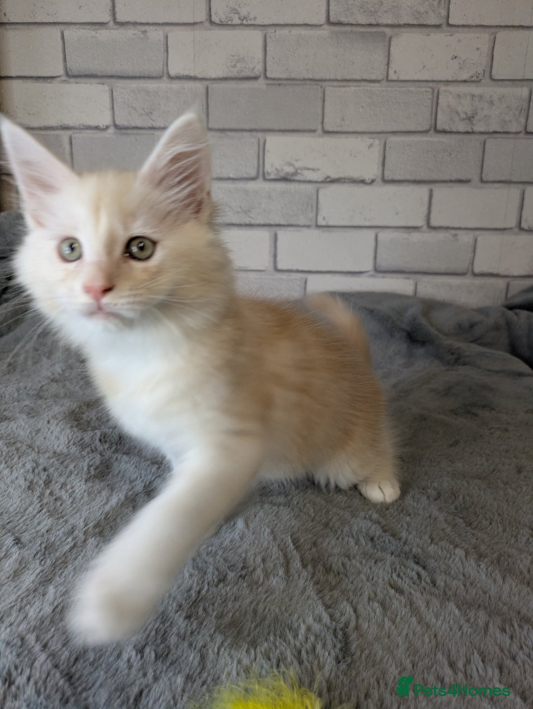 Maine Coon cats for sale: Full pedigree Maine coon kittens - Advert 18