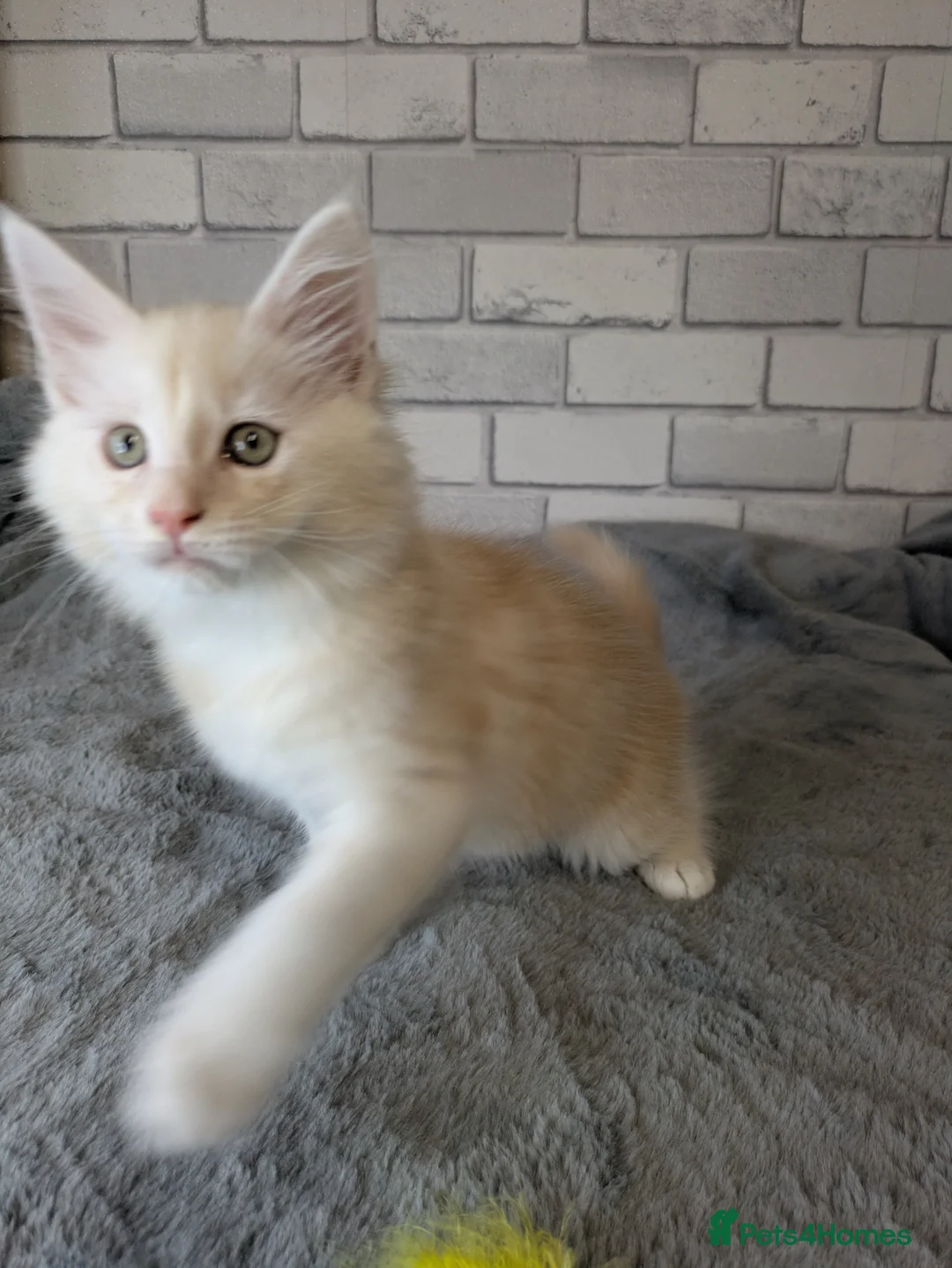 Maine Coon cats for sale: READY NOW !! Full pedigree Maine coon kittens - Advert 37