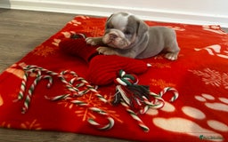 English Bulldog dogs for sale: 🐶✨ English Bulldog Puppies Available! ✨🐶 - Advert 15