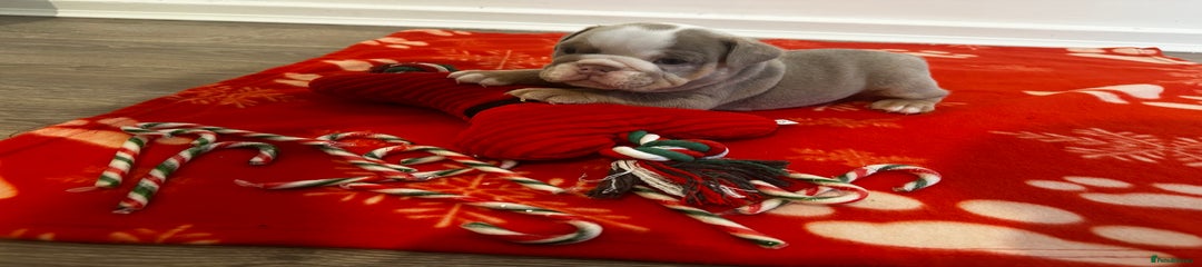 English Bulldog Puppy 2