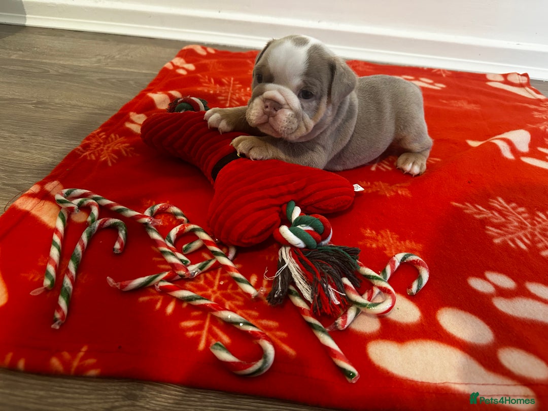 English Bulldog dogs for sale: 🐶✨ English Bulldog Puppies Available! ✨🐶 - Advert 15