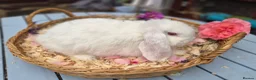 Mini Lop rabbits for sale: Two Mini lops and 4 Dwarf lops available - Advert 6