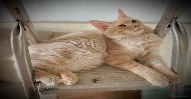 Maine Coon cats - Advert 4