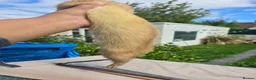 Ferret rodents for sale: Ferret in Worcester - Advert 4