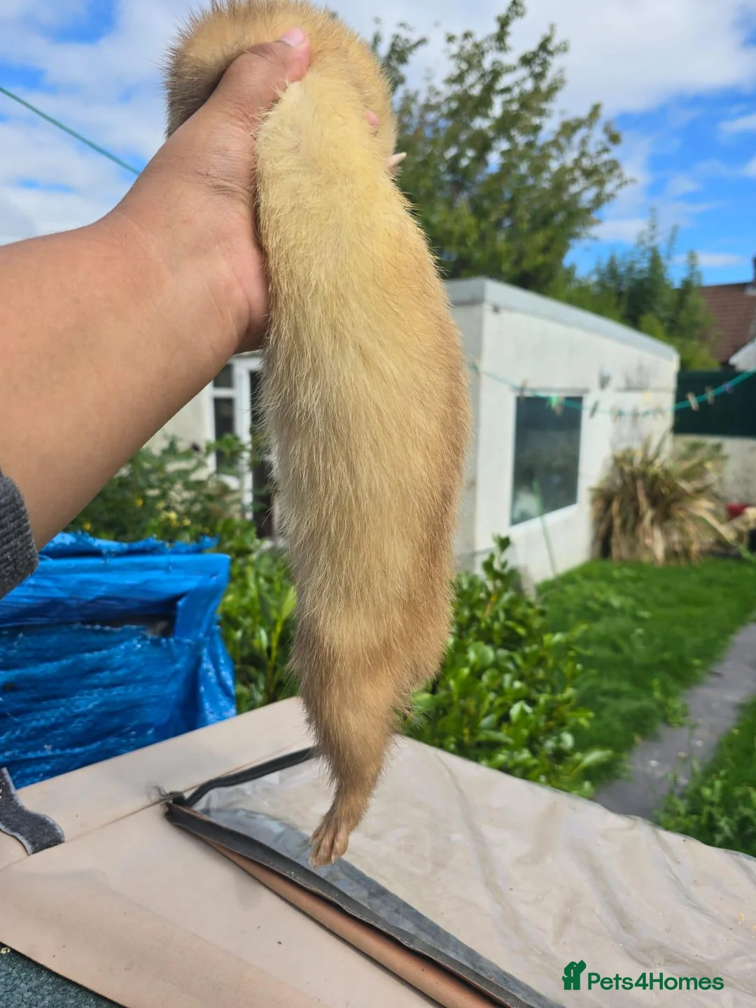 Ferret rodents for sale: Ferret in Worcester - Advert 4