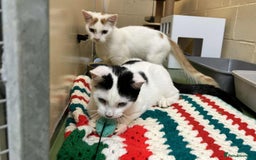 Domestic Shorthair cats for adoption: Draco & Fang - Image 2
