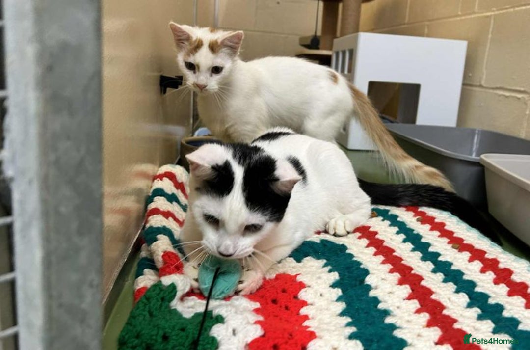 Domestic Shorthair cats for adoption: Draco & Fang - Image 2