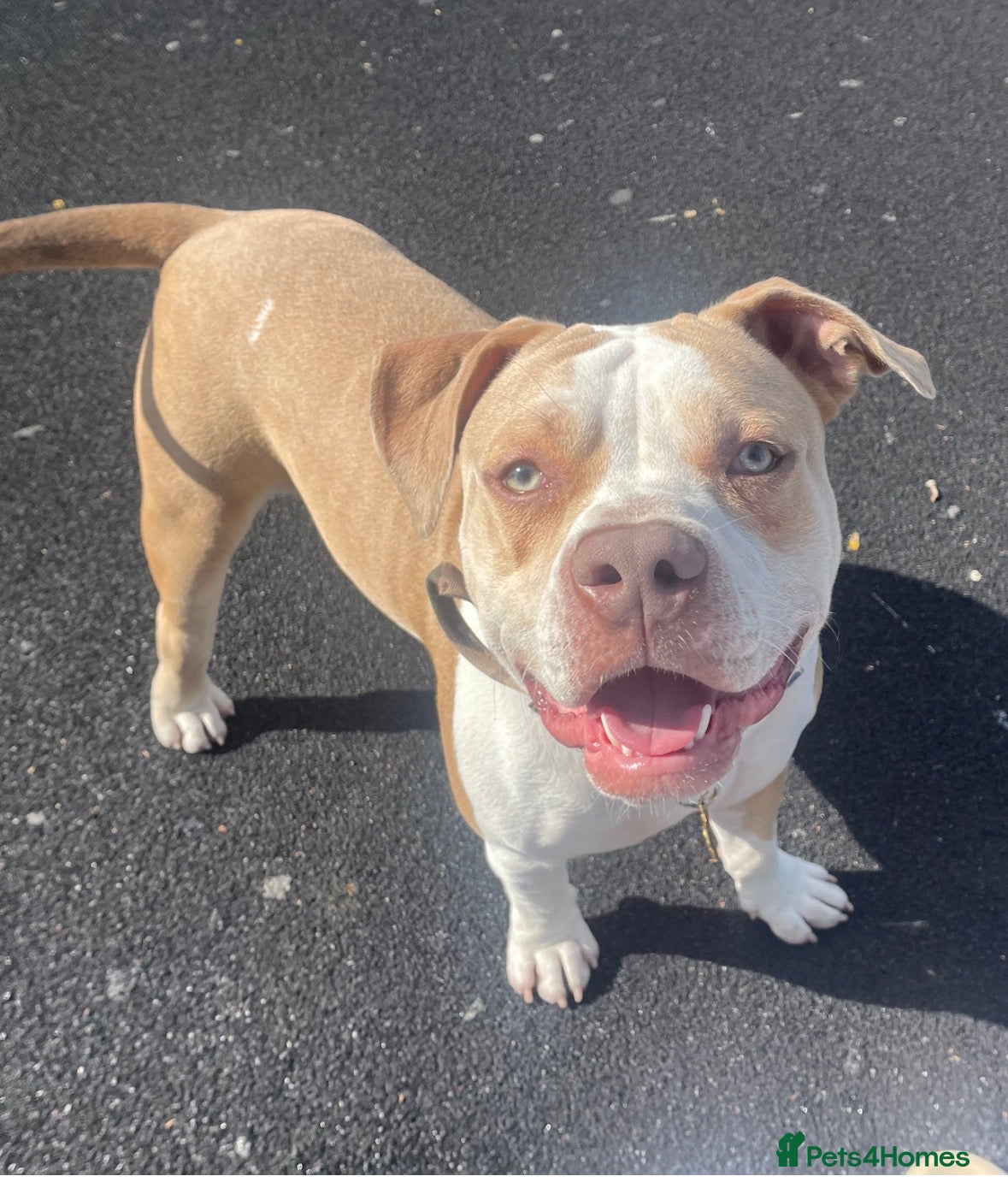 American Bulldog dogs Loving and friendly dog looking for a new family  - Advert 1