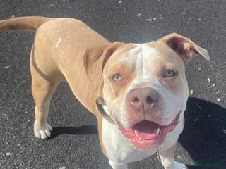 American Bulldog dogs Loving and friendly dog looking for a new family - Advert 1
