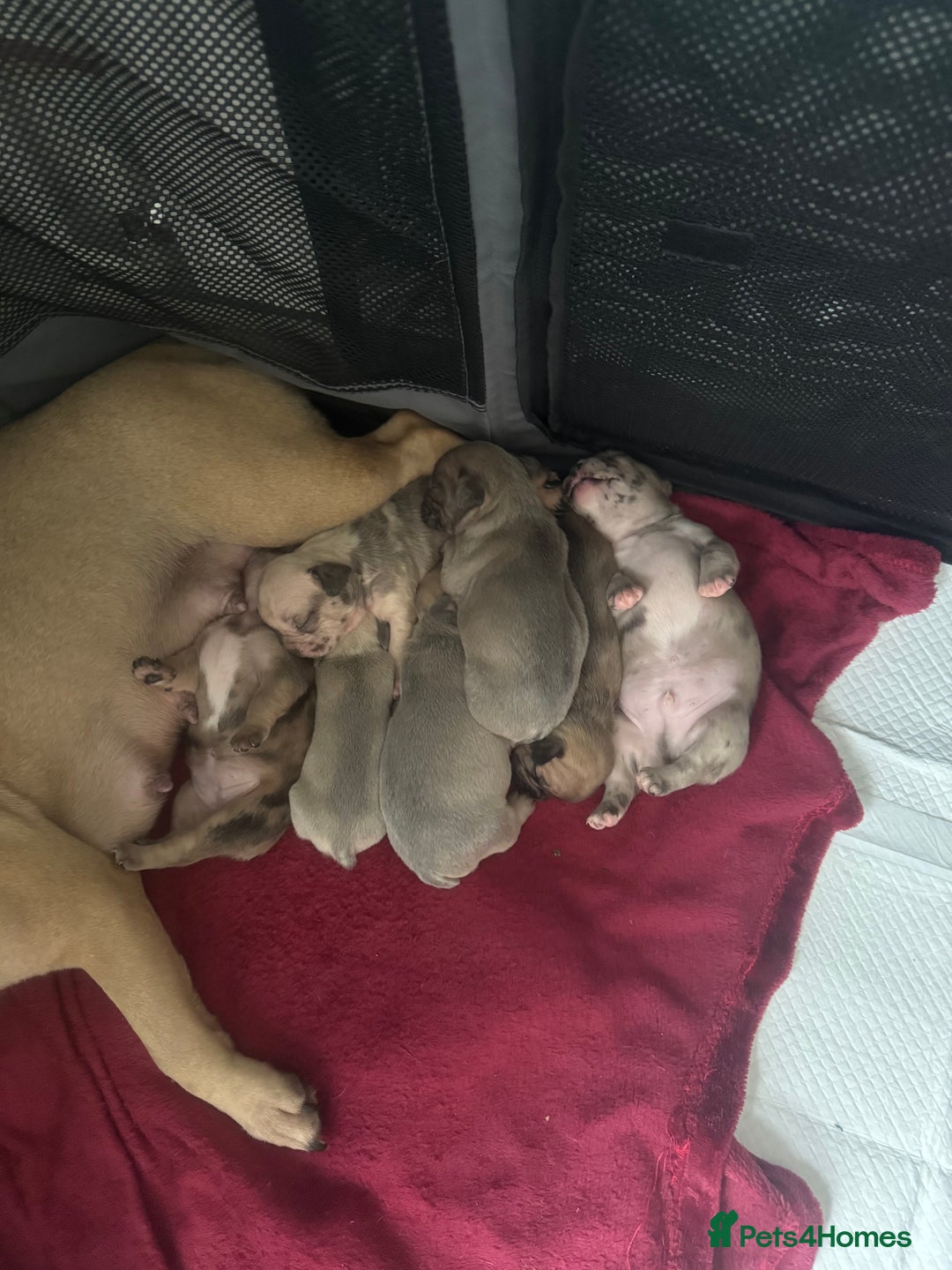 French Bulldog dogs for sale: Litter of mixed colour French bulldog puppies  - Advert 11