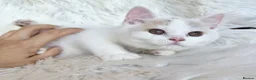 British Shorthair cats for sale: Gorgeous British shorthair kittens  - Advert 17