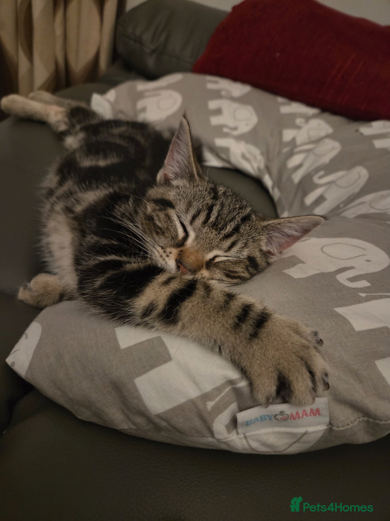 Domestic Shorthair cats for sale: Male Tabby kitten  - Advert 3