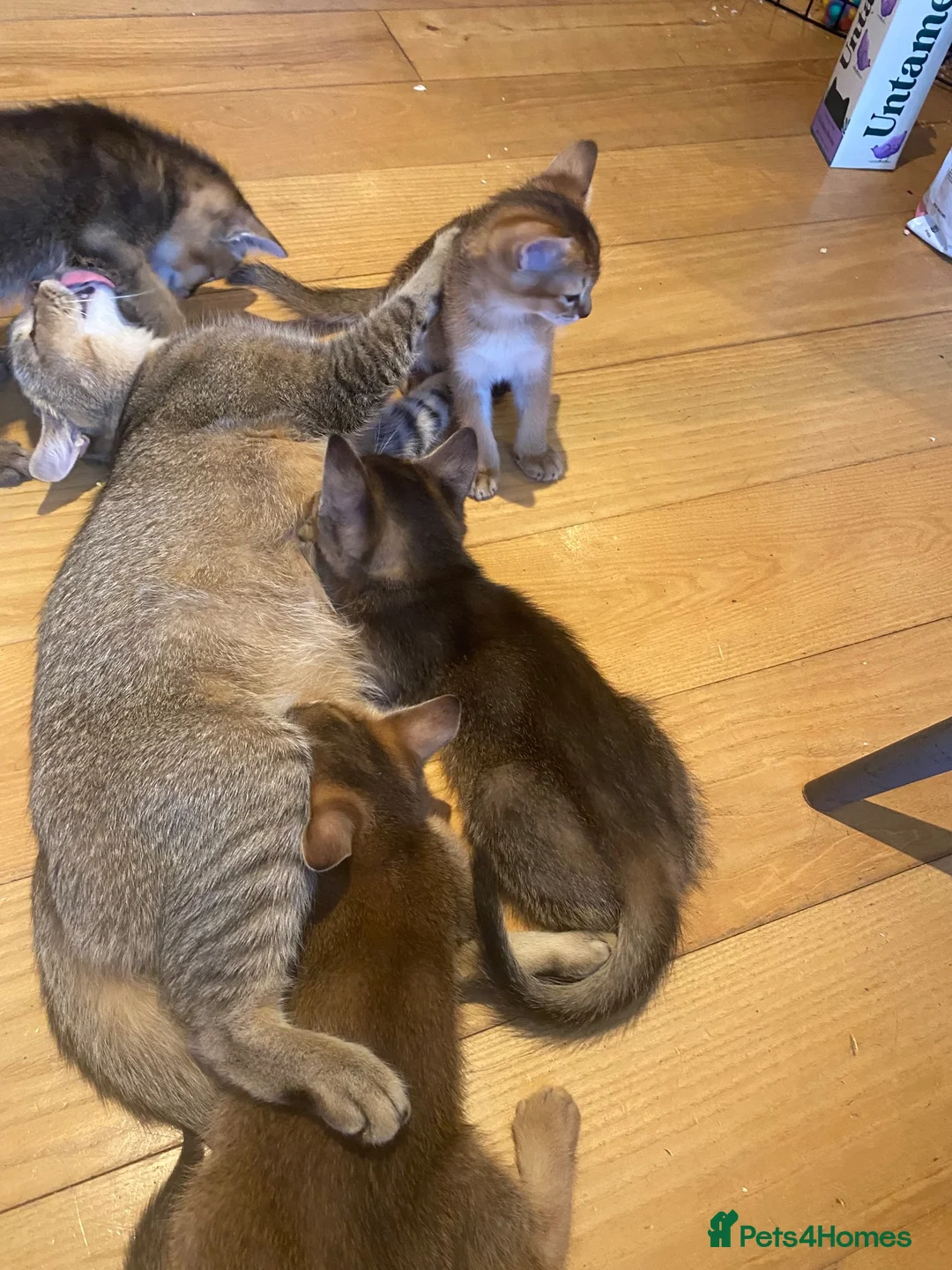 Abyssinian cats for sale: Four 3/4 Abyssinian 1/4 British shorthair kittens in Cambridge - Advert 14
