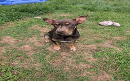 Australian Kelpie dogs for sale: Australian Kelpie male  - Advert 3