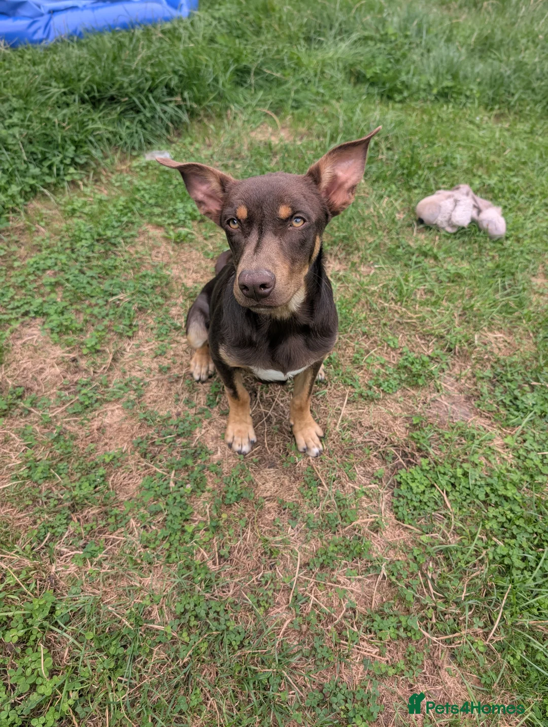 Australian Kelpie dogs for sale: Australian Kelpie male  - Advert 3