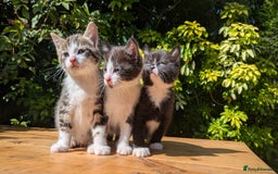 Mixed Breed cats for sale: Tuxedo Kittens - Image 1