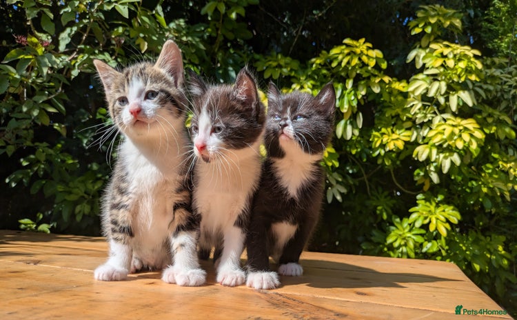 Mixed Breed cats - Advert 8