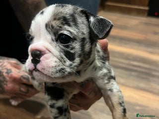 English Bulldog dogs - Advert 4