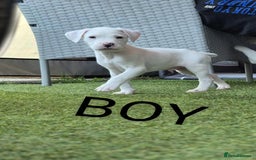 American Bulldog dogs for sale: American bulldogs puppies  - Image 6