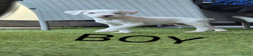 American Bulldog Puppy 3