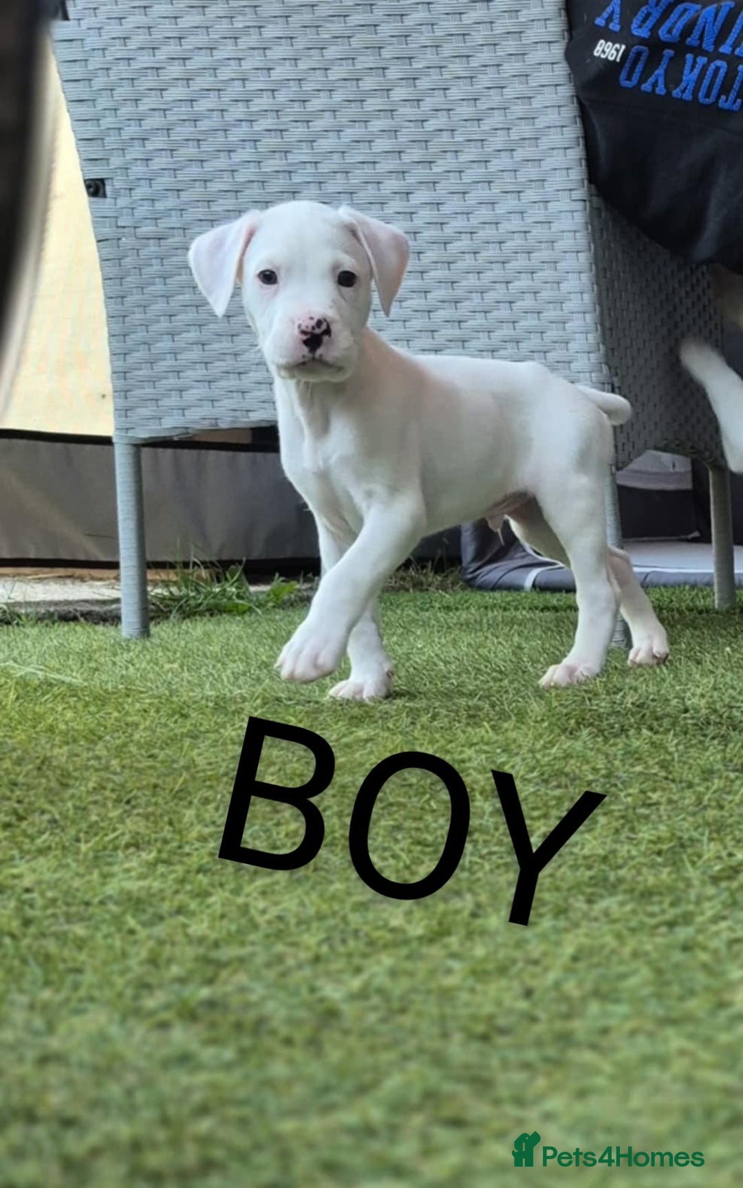 American Bulldog dogs for sale: American bulldogs puppies  - Image 6