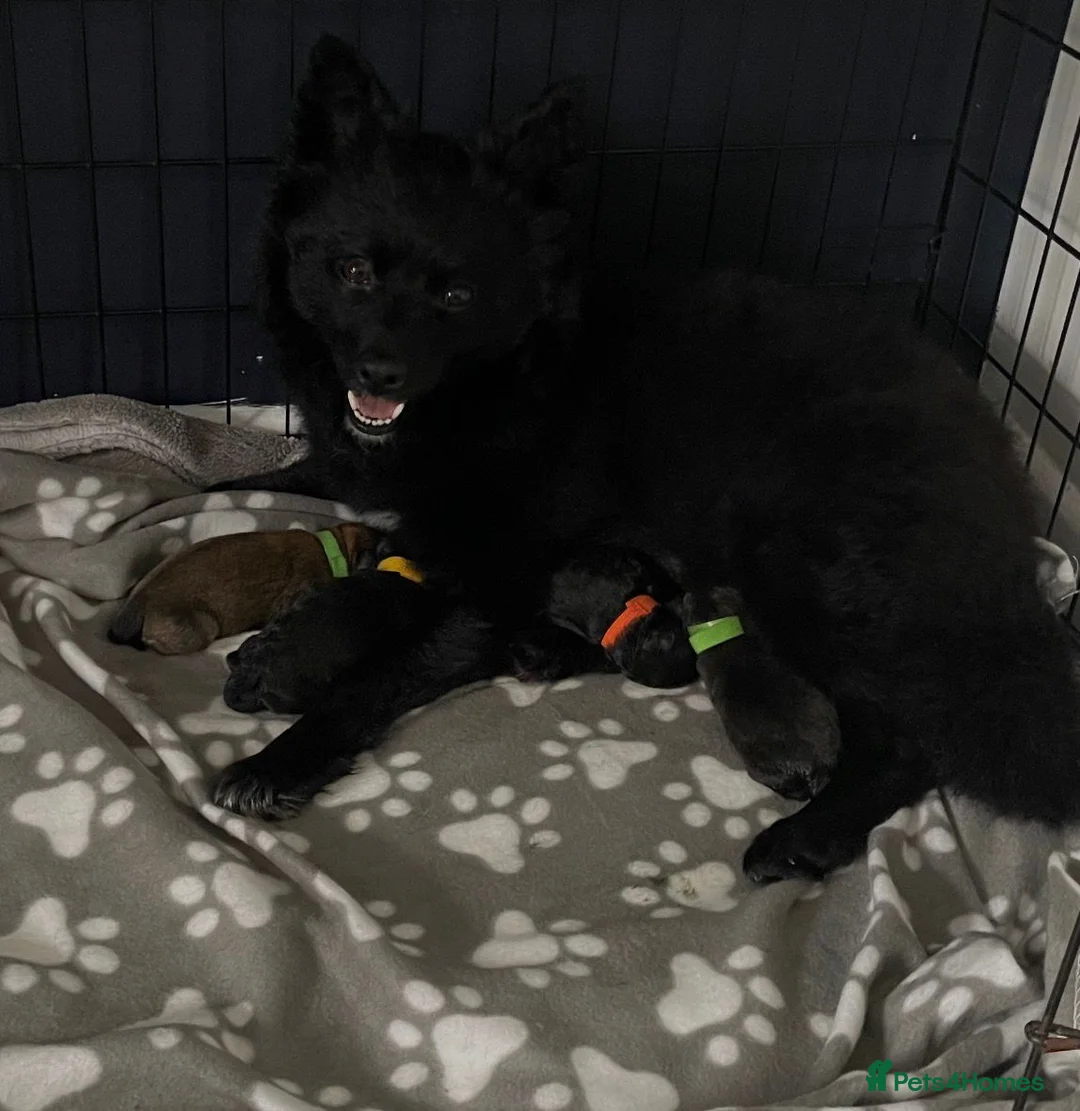 Pomsky dogs for sale: pomsky pomskie F2 puppies for sale black fawn - Advert 2