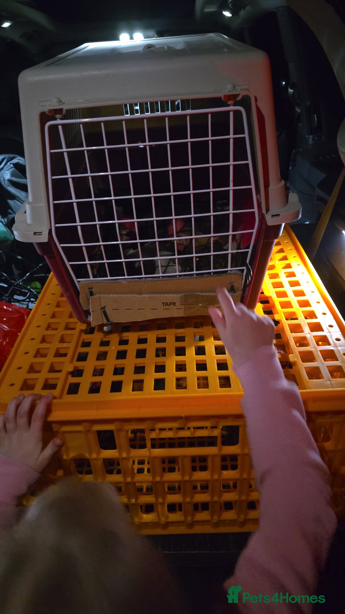 Chickens poultry FREE MALE - MODERN GAME BANTAMS (urgent) - Advert 1