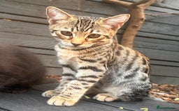 Savannah cats for sale: African bloodline, savanna kittens - Image 2