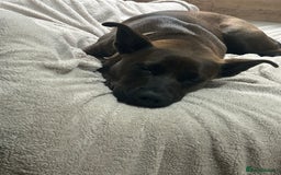 Mixed Breed dogs for sale: Cane Corso Cross  - Image 2