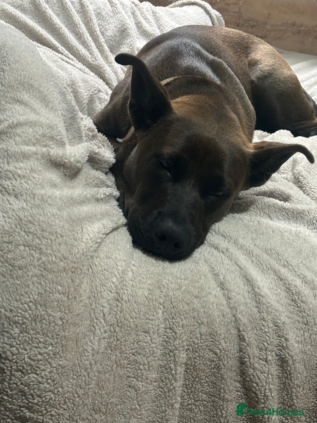 Mixed Breed dogs for sale: Cane Corso Cross  - Image 2