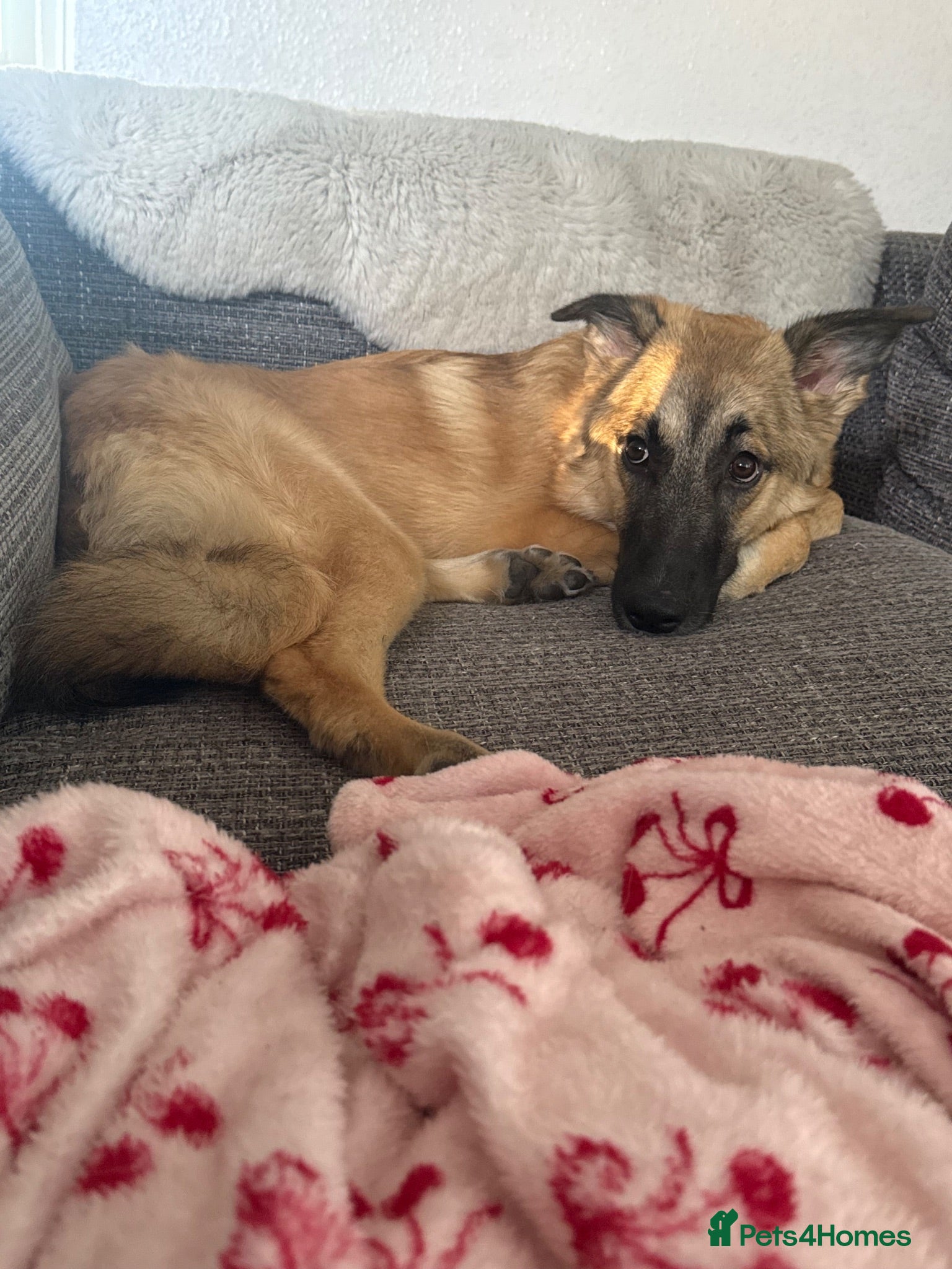 Mixed Breed dogs Free Too Good Home - Advert 1