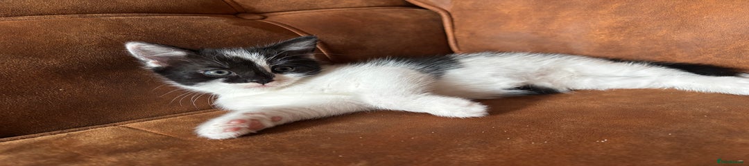 Domestic Shorthair Kitten 2