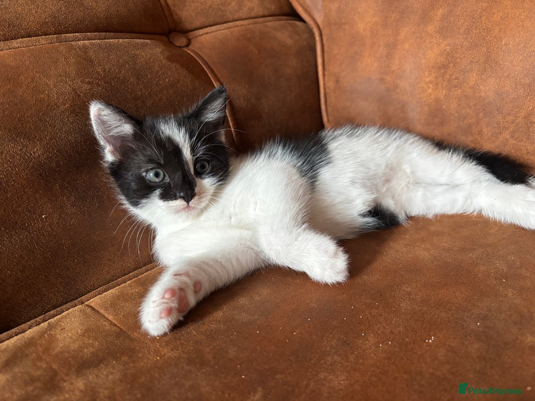 Domestic Shorthair cats for sale: 2 beautiful kittens to be homed together  - Image 3