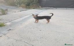 Mixed Breed dogs for adoption: Small dog been abandoned 🚨  in Hengoed - Image 8
