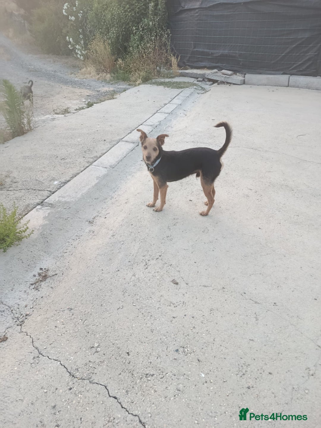 Mixed Breed dogs for adoption: Small dog been abandoned 🚨  in Hengoed - Image 8