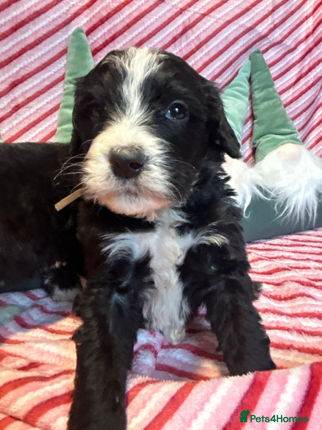 Bernedoodle dogs for sale: F1 standard Bernedoodle puppies. Licensed breeder - Advert 15