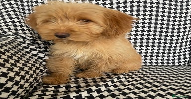 Cockapoo dogs REDUCED *** 1 female Cockapoo puppy for sale - Advert 13