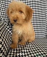 Cockapoo dogs REDUCED *** 1 female Cockapoo puppy for sale - Advert 13