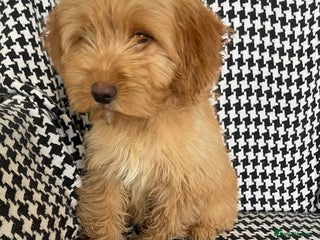 Cockapoo dogs 1 female Cockapoo puppy for sale - Advert 4
