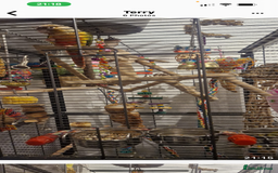 Conures birds for sale: Red pineapple conure  - Image 6