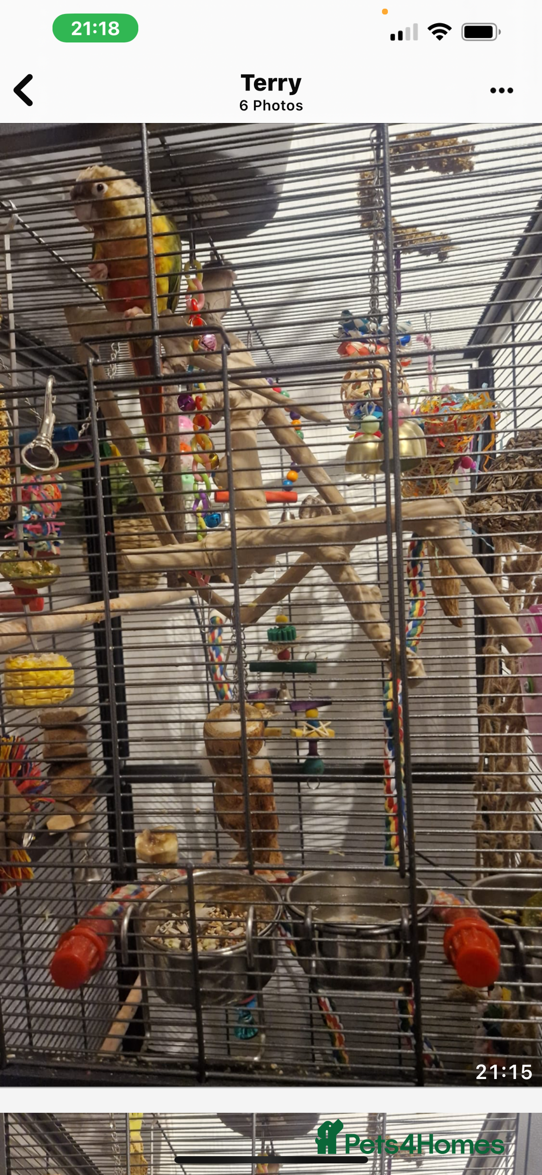 Conures birds for sale: Red pineapple conure  - Image 6