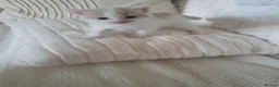 Mixed Breed cats for sale: 3 Gorgeous Little Fluffy Boys - Advert 33