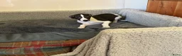 Whippet dogs for sale: Whippet in Doncaster - Advert 12