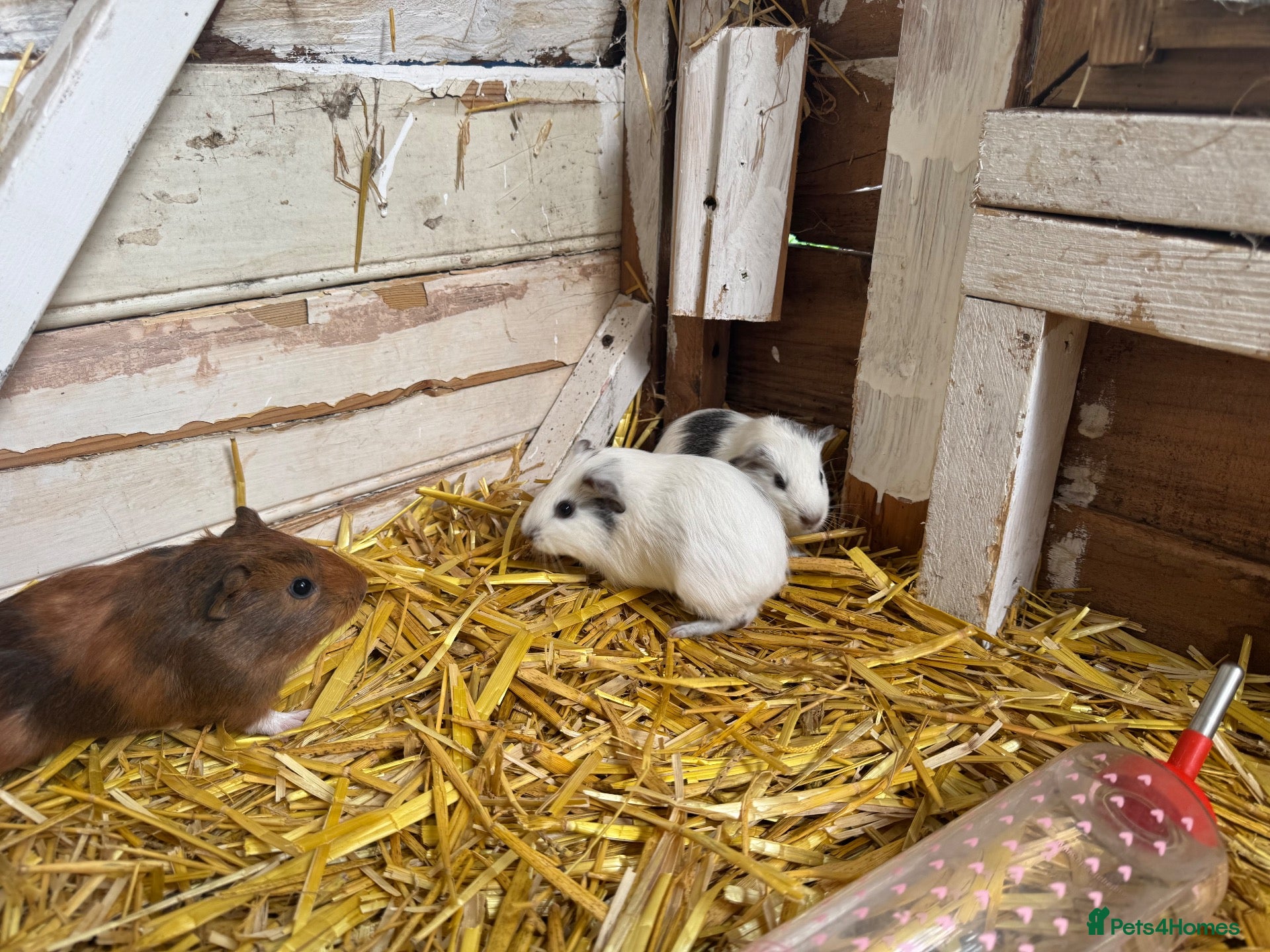 Guinea Pig rodents 6 lovely guinea pigs  - Advert 5