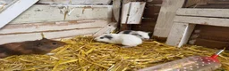 Guinea Pig rodents for sale: 6 lovely guinea pigs  - Advert 1